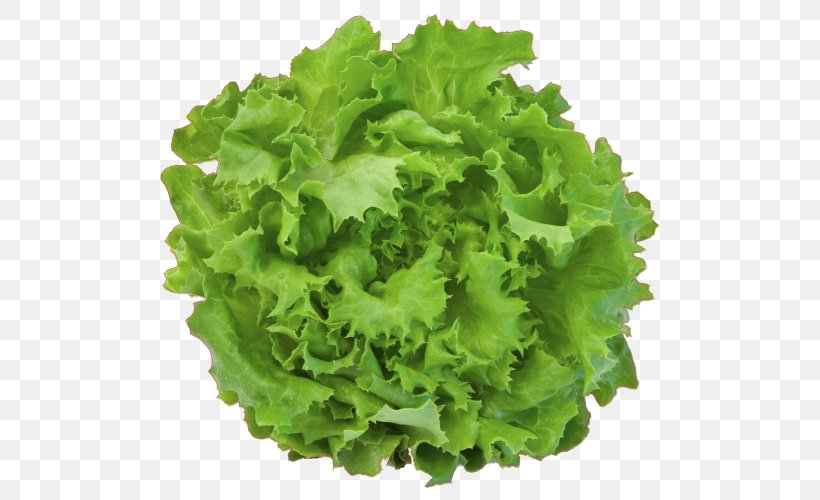 Lettuce Vector Graphics Stock Photography Royalty-free Illustration, PNG, 500x500px, Lettuce, Endive, Food, Greens, Herb Download Free