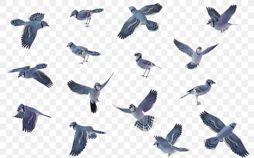 Bird Wren House Sparrow, PNG, 1024x639px, Bird, American Robin, Animal Migration, Beak, Bird Migration Download Free