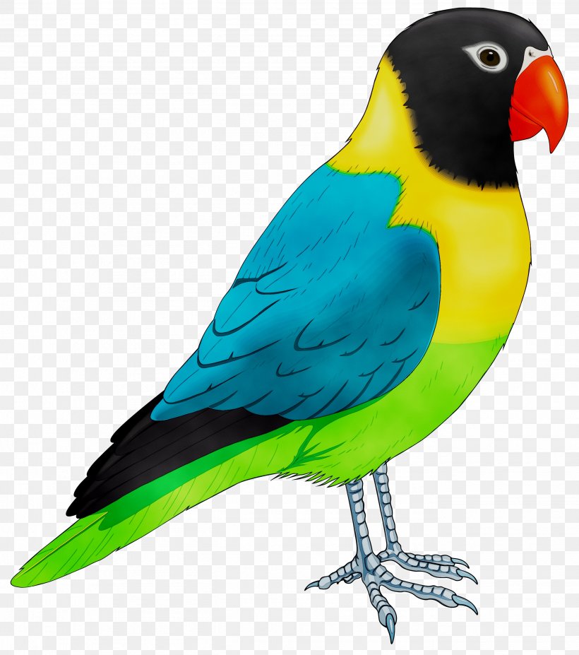 Budgerigar Lovebird Macaw Parrot Loriini, PNG, 2725x3081px, Budgerigar, Beak, Bird, Budgie, Cockatiel Download Free
