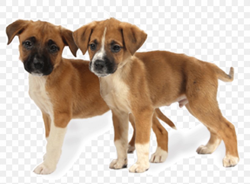 Dog Breed Black Mouth Cur Plummer Terrier Austrian Pinscher Boerboel, PNG, 900x663px, Dog Breed, Austrian Pinscher, Black Mouth Cur, Boerboel, Breed Download Free