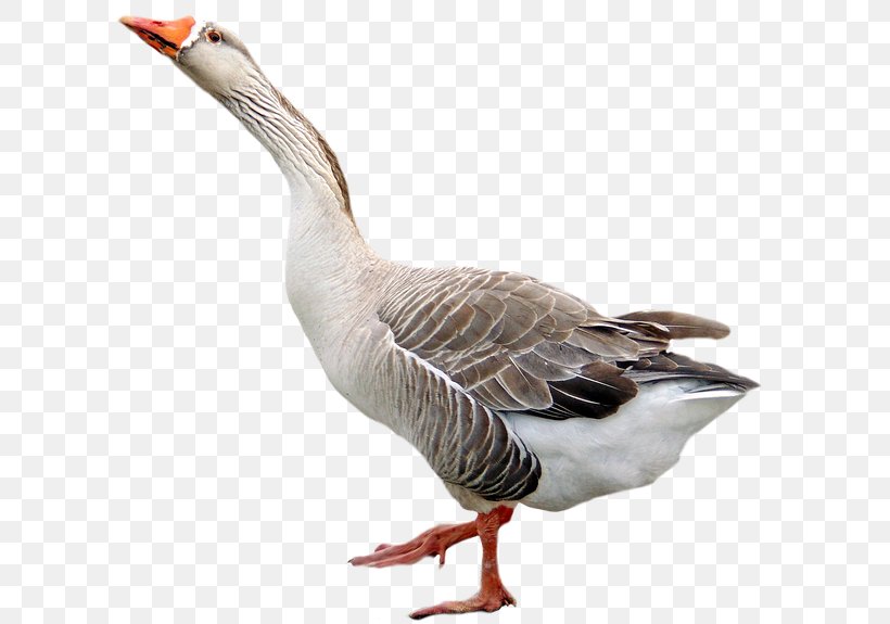 Domestic Goose Duck Feather, PNG, 640x575px, Goose, Beak, Bird, Chicken, Duck Download Free