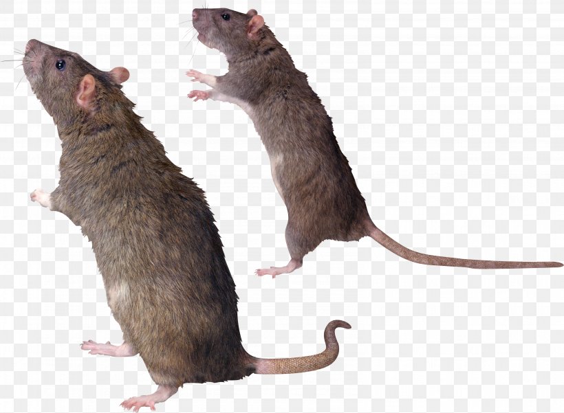 Rat Mouse Gerbil Common Degu Whiskers, PNG, 3169x2323px, Brown Rat, Cat, Cat Like Mammal, Computer Software, Degu Download Free