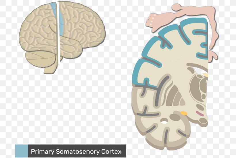 Somatic Nervous System Anatomy Sensory Nervous System Central Nervous System, PNG, 716x550px, Watercolor, Cartoon, Flower, Frame, Heart Download Free