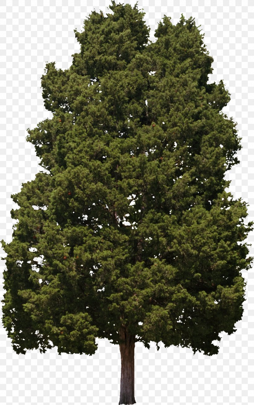 Tree Hinoki Cypress Woody Plant Conifers, PNG, 1184x1890px, Tree, Biome, Branch, Conifer, Conifers Download Free