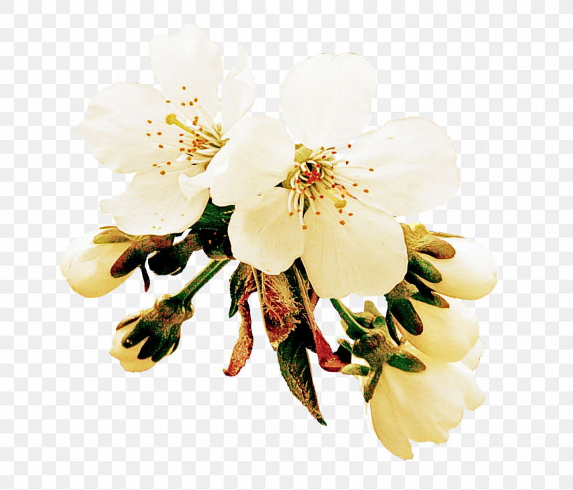 White Flower Petal Plant Blossom, PNG, 1361x1165px, White, Blossom, Branch, Cinquefoil, Flower Download Free