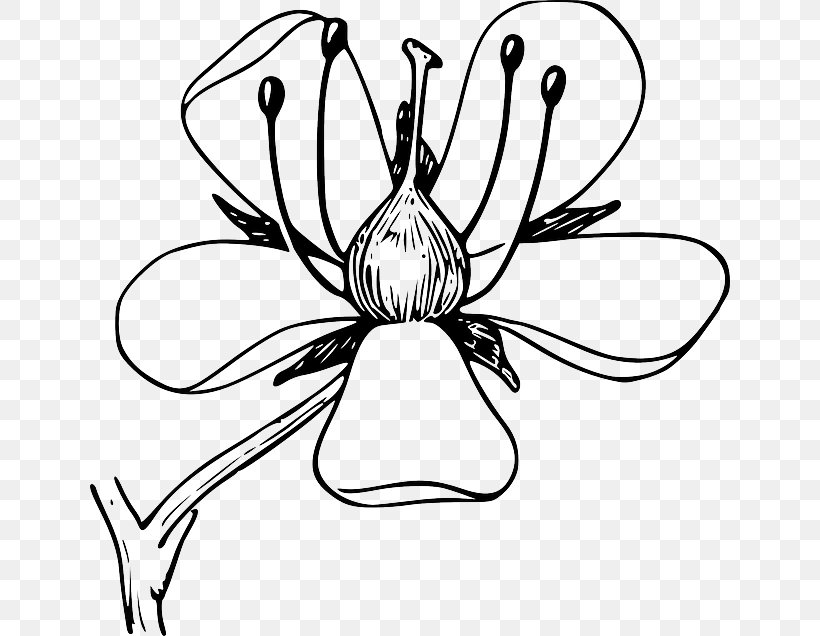 Flower Clip Art Petal Diagram Botany, PNG, 640x636px, Flower, Artwork, Black And White, Botany, Diagram Download Free