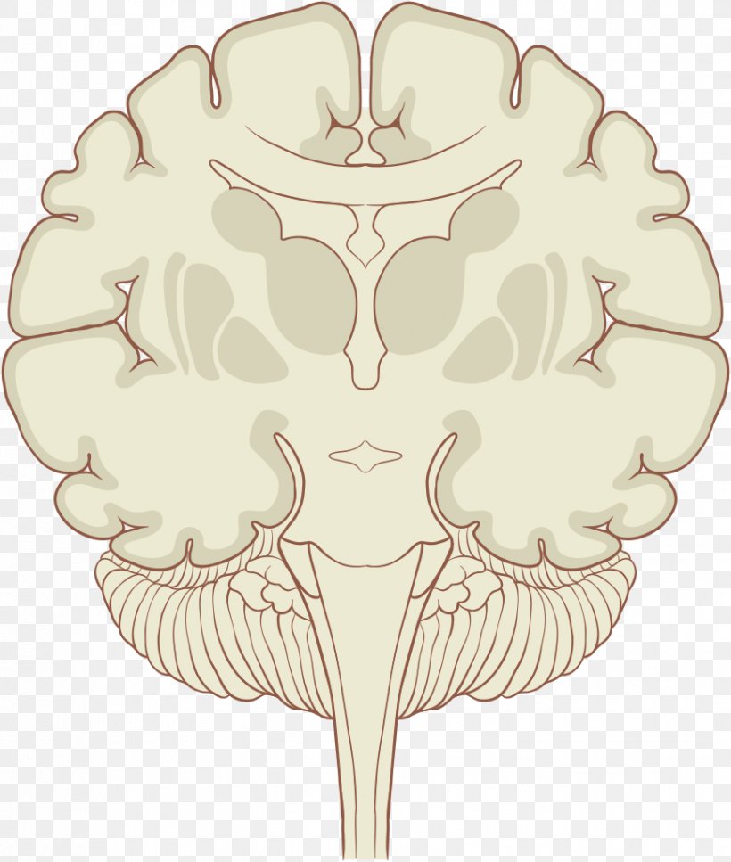 Human Brain Proteome Coronal Plane Subthalamic Nucleus, PNG, 868x1024px, Watercolor, Cartoon, Flower, Frame, Heart Download Free
