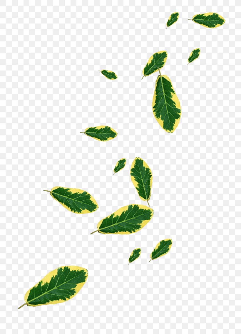 Leaf Designer Image, PNG, 804x1137px, Leaf, Color, Computer Software, Designer, Flower Download Free