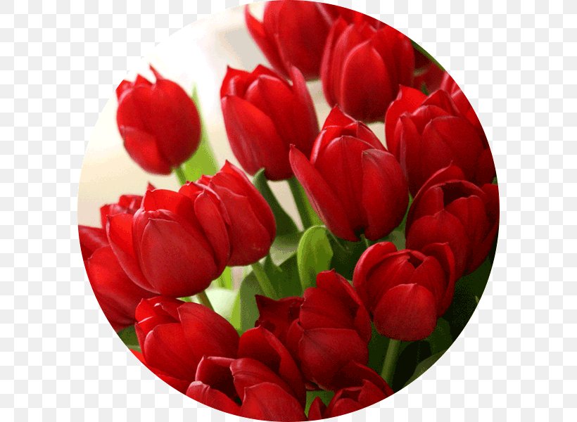 Desktop Wallpaper Red Color Tulip Flower, PNG, 600x600px, Red, Color, Cut Flowers, Desktop Environment, Display Resolution Download Free