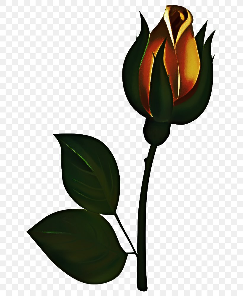 Drawing Of Family, PNG, 661x1000px, Cotton, Anthurium, Bud, Drawing, Flower Download Free