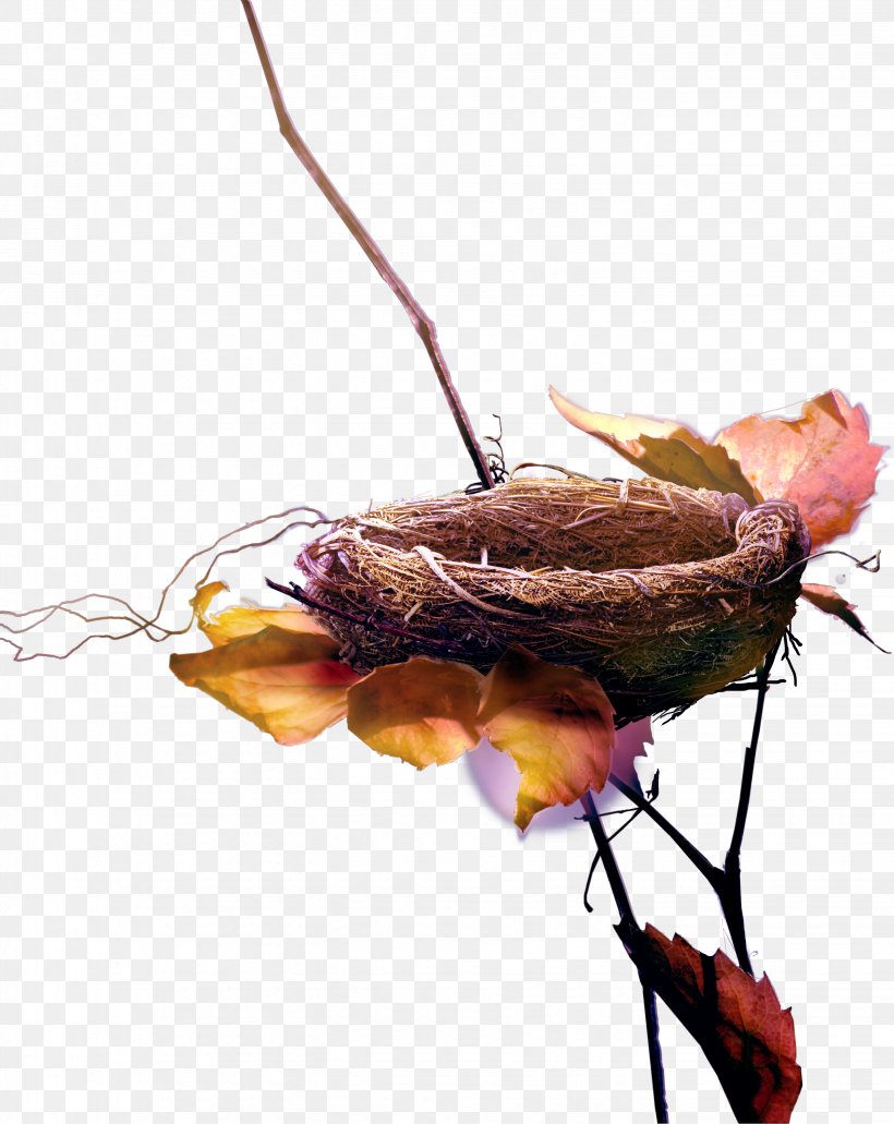 Edible Birds Nest Leaf, PNG, 2859x3597px, Edible Birds Nest, Animal Source Foods, Branch, Gratis, Leaf Download Free