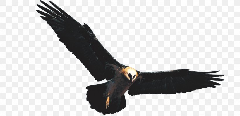 Golden Eagle Hawk, PNG, 1410x685px, Golden Eagle, Accipitriformes, Bald Eagle, Beak, Bird Download Free