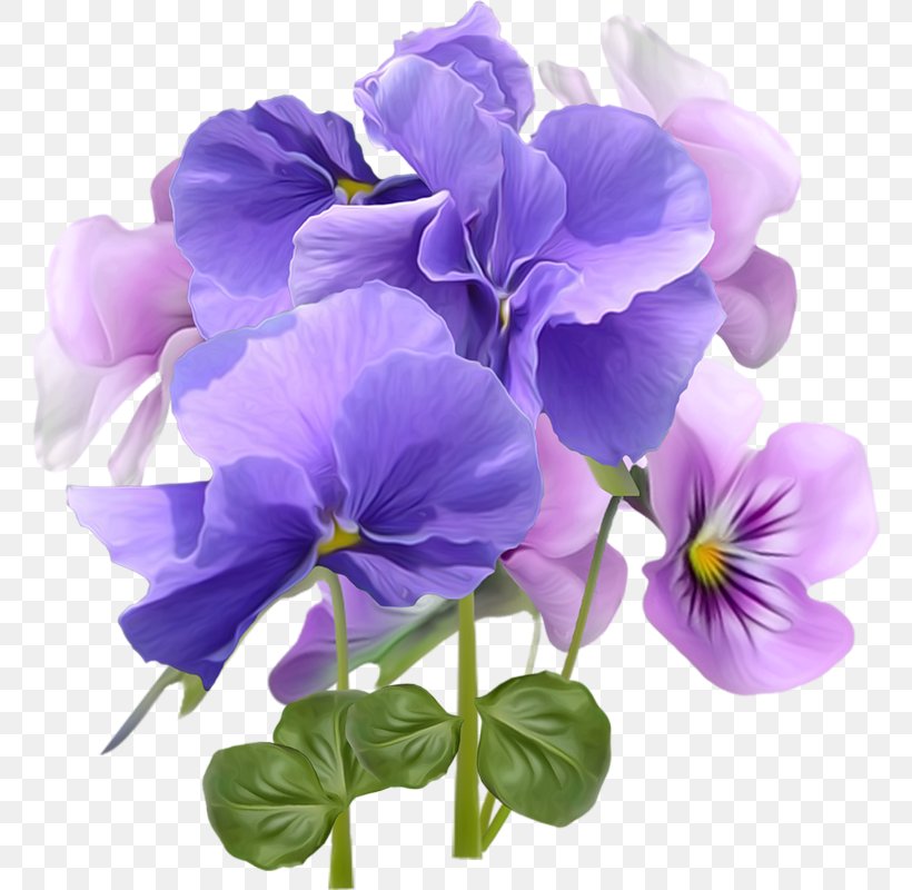 Pansy Violet Holiday Flower Birthday, PNG, 765x800px, Pansy, Ansichtkaart, Birthday, Blossom, Christmas Download Free
