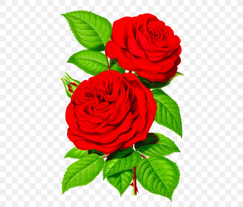 Rose Decoupage Flower Clip Art, PNG, 496x700px, Rose, Art, Black Rose, China Rose, Cut Flowers Download Free