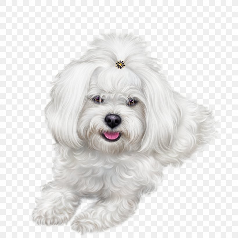 Dog Symbol 0 Clip Art, PNG, 1024x1024px, 2018, Dog, Bichon, Bolognese, Bolonka Download Free