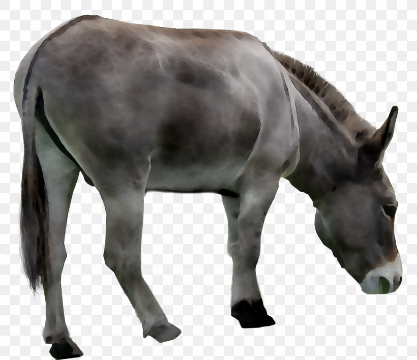 Mule Mustang Mare Foal Stallion, PNG, 1686x1457px, Mule, Animal Figure, Donkey, Fauna, Foal Download Free