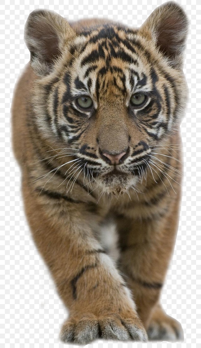 Sumatran Tiger Bengal Tiger Siberian Tiger Malayan Tiger Felidae, PNG, 749x1419px, Sumatran Tiger, Bengal Tiger, Big Cat, Big Cats, Carnivoran Download Free