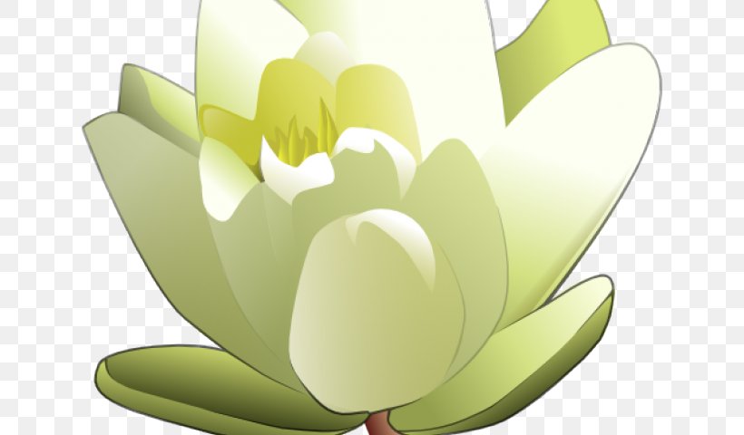 Clip Art Vector Graphics White Water-Lily Image, PNG, 640x480px, White Waterlily, Aquatic Plant, Botany, Flower, Flowering Plant Download Free