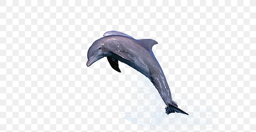 Common Bottlenose Dolphin Jumping Porpoise Cetacea, PNG, 600x425px, Common Bottlenose Dolphin, Blowhole, Bottlenose Dolphin, Cetacea, Common Dolphin Download Free