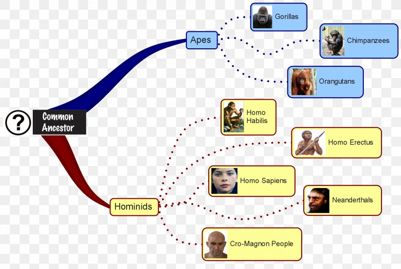 Neanderthal Primate Homo Sapiens Human Evolution, PNG, 1920x1292px, Neanderthal, Ape, Area, Australopithecine, Bipedalism Download Free