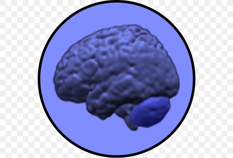 Brain Cerebellum Neuroimaging Intelligence Grey Matter, PNG, 556x556px, Watercolor, Cartoon, Flower, Frame, Heart Download Free