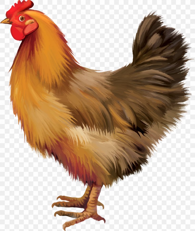 Chicken Rooster, PNG, 2480x2929px, Chicken, Beak, Bird, Feather, Fowl Download Free