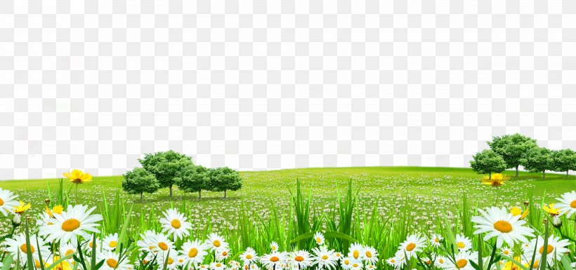 Lawn Flower, PNG, 3500x1646px, Flower, Computer Graphics, Energy, Field, Flowering Plant Download Free