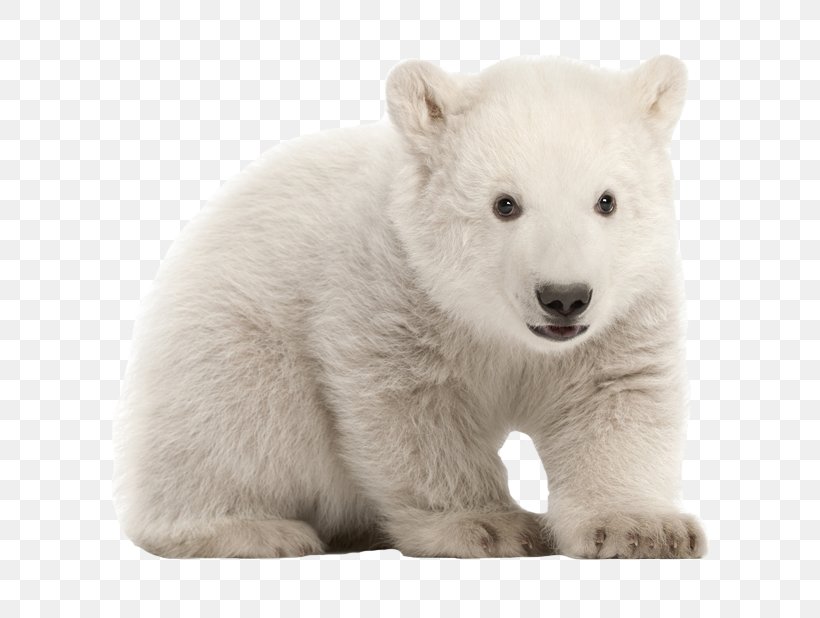 Polar Bear Stock Photography, PNG, 618x618px, Polar Bear, Animal, Bear, Bears, Carnivoran Download Free