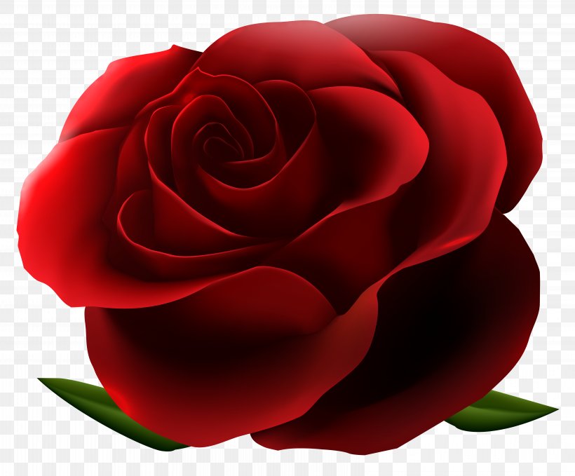 Rose Flower Clip Art, PNG, 6486x5375px, Rose, Black Rose, Camellia, China Rose, Close Up Download Free