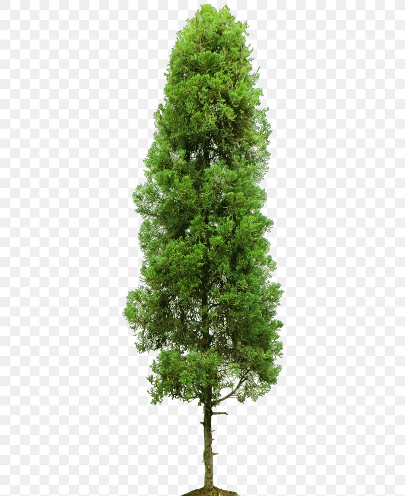 Stock Photography Royalty-free Tree, PNG, 338x1003px, Stock Photography, Biome, Branch, Christmas Tree, Conifer Download Free