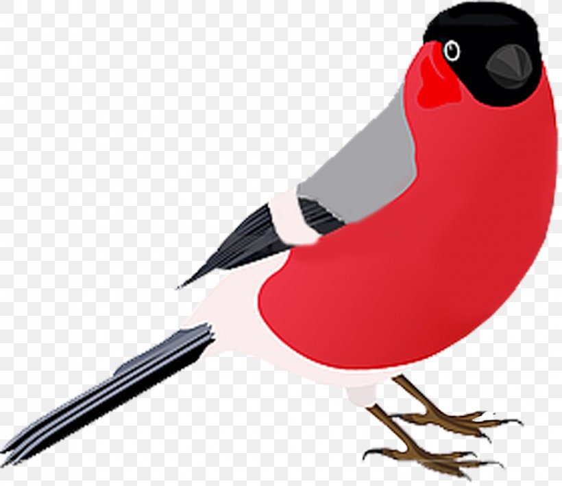 Bird Photography Drawing, PNG, 917x792px, Bird, Beak, Bullfinch, Can Stock Photo, Drawing Download Free