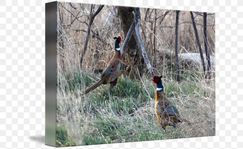 Pheasant Ecosystem Fauna Wildlife Beak, PNG, 650x504px, Pheasant, Beak, Bird, Chicken, Chicken As Food Download Free