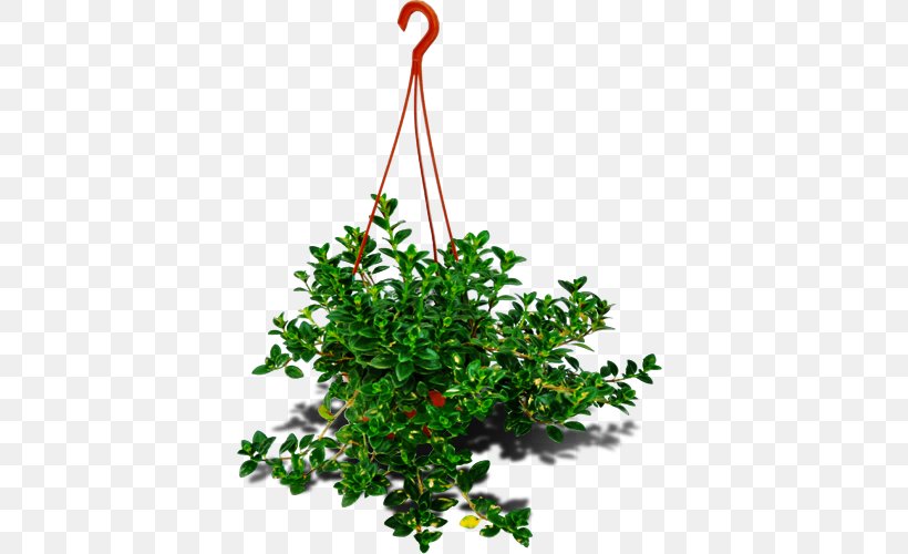 Shrub Branch Ornamental Plant Garden Flowerpot, PNG, 500x500px, Shrub, Air, Azalea, Branch, Evergreen Download Free