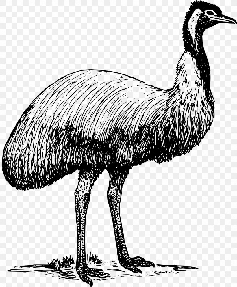Common Ostrich Emu Clip Art, PNG, 1055x1280px, Common Ostrich, Beak, Bird, Black And White, Blog Download Free