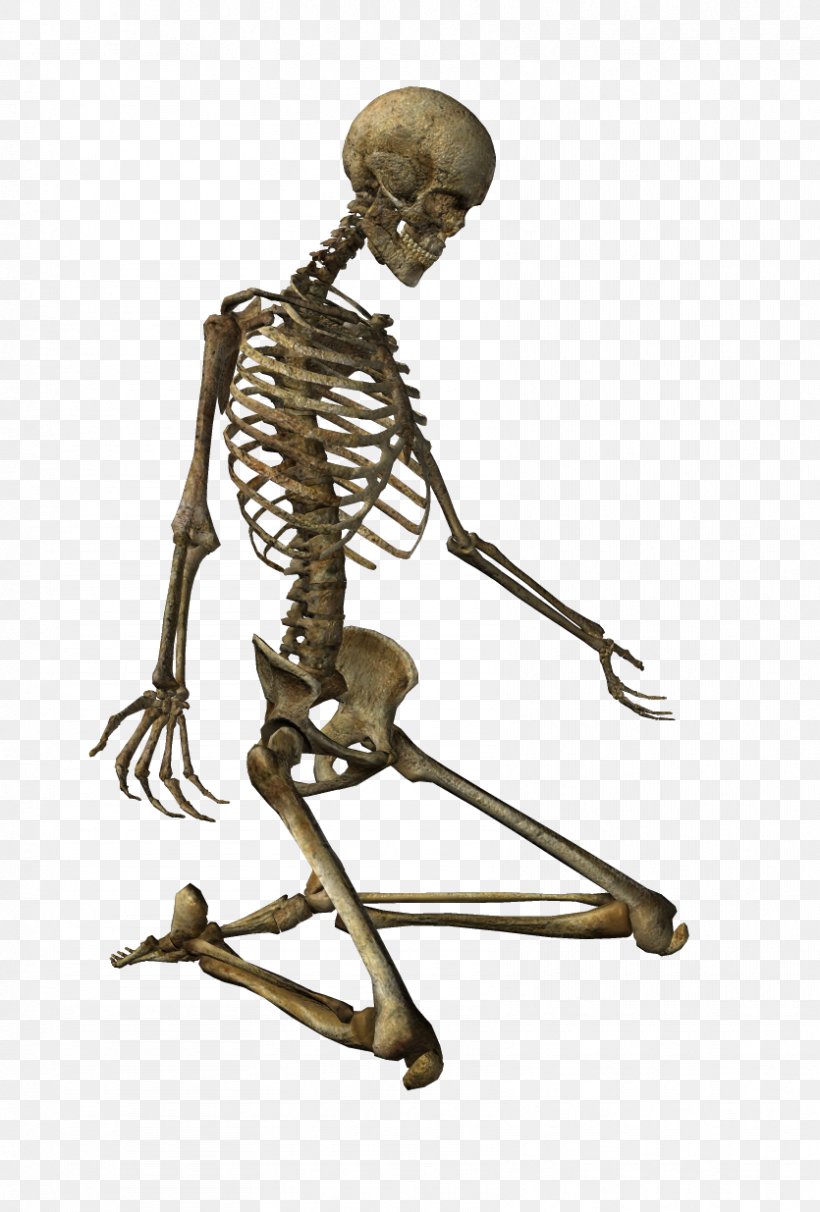 Human Skeleton Clip Art, PNG, 835x1235px, Skeleton, Anatomy, Bone, Figurine, Human Download Free