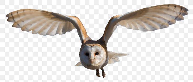 Bird Snowy Owl Barn Owl Eurasian Eagle-owl, PNG, 800x348px, Bird, Animal Figure, Barn Owl, Beak, Bird Of Prey Download Free