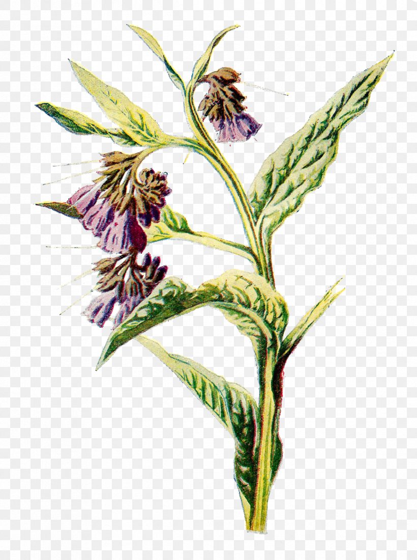 Common Comfrey Flower Drawing, PNG, 1193x1600px, Common Comfrey, Comfrey, Commodity, Drawing, Flora Download Free
