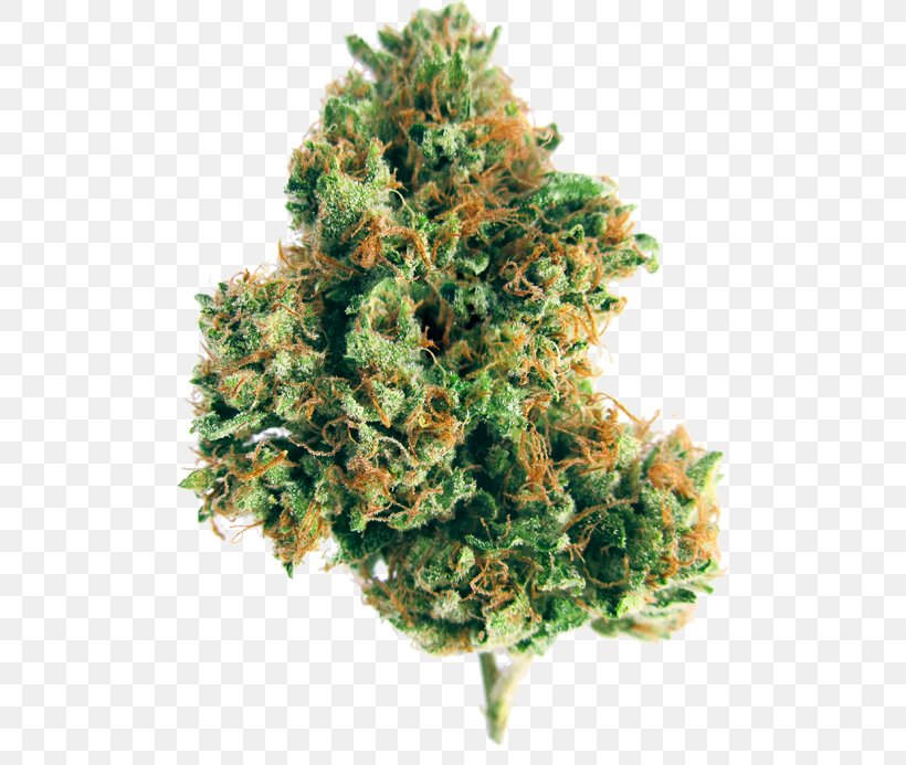 Kush Medical Cannabis Herbicide Tetrahydrocannabinol, PNG, 500x693px, Kush, Cannabis, Dispensary, Glyphosate, Green Cross Download Free