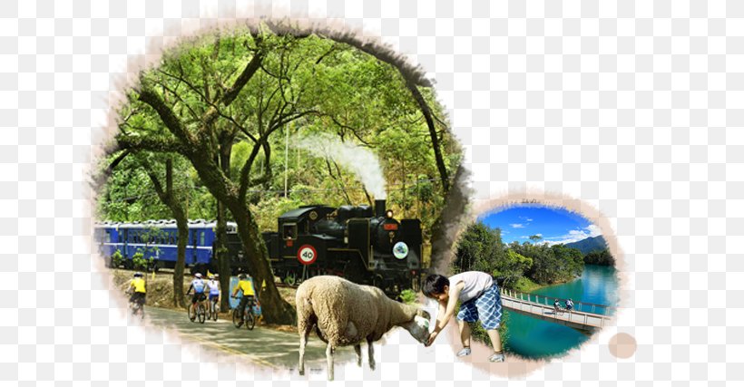 Sheep Tourism, PNG, 640x427px, Sheep, Grass, Livestock, Plant, Tourism Download Free