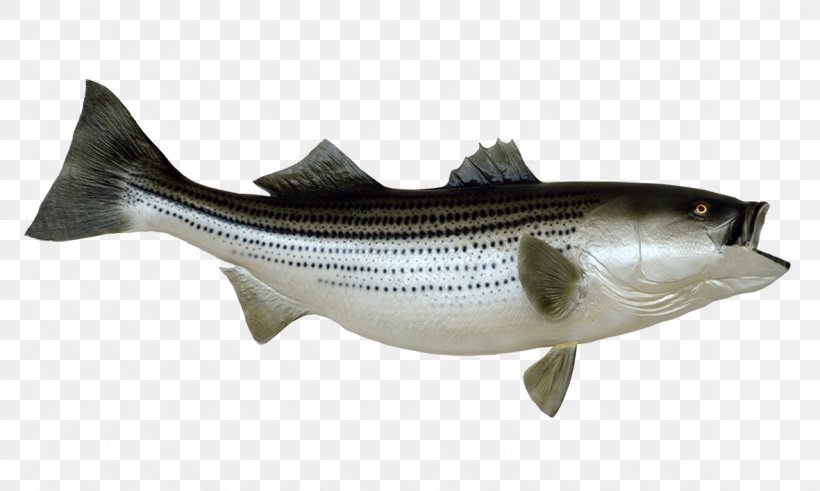 Striped Bass Fishing Stock Photography, PNG, 1181x708px, Striped Bass, Barramundi, Bass, Bass Fishing, Bony Fish Download Free