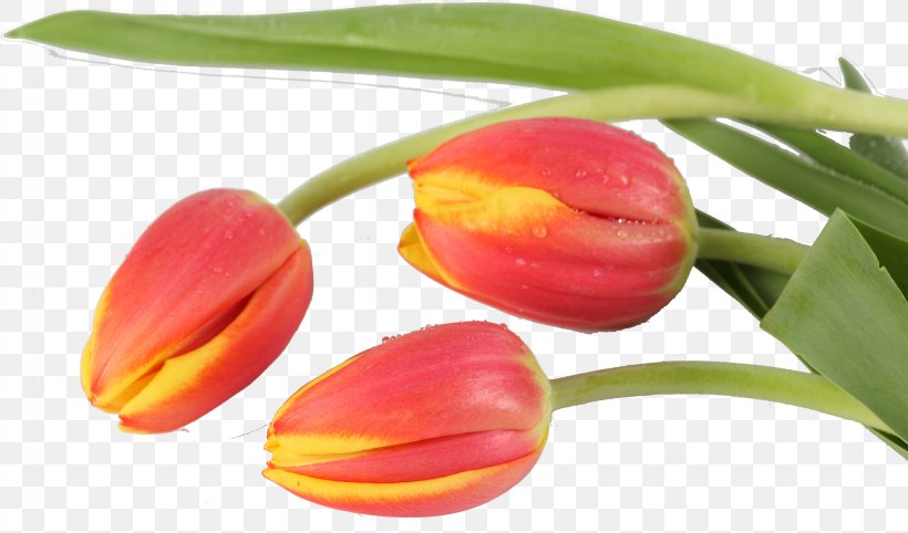 Tulip Flower Liliaceae Plant Bud, PNG, 2868x1687px, Tulip, Bud, Family, Flower, Flowering Plant Download Free