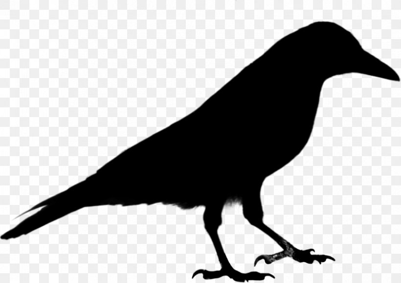 Common Raven Crow Clip Art Vector Graphics Bird, PNG, 841x595px, Common Raven, American Crow, Beak, Bird, Blackbird Download Free