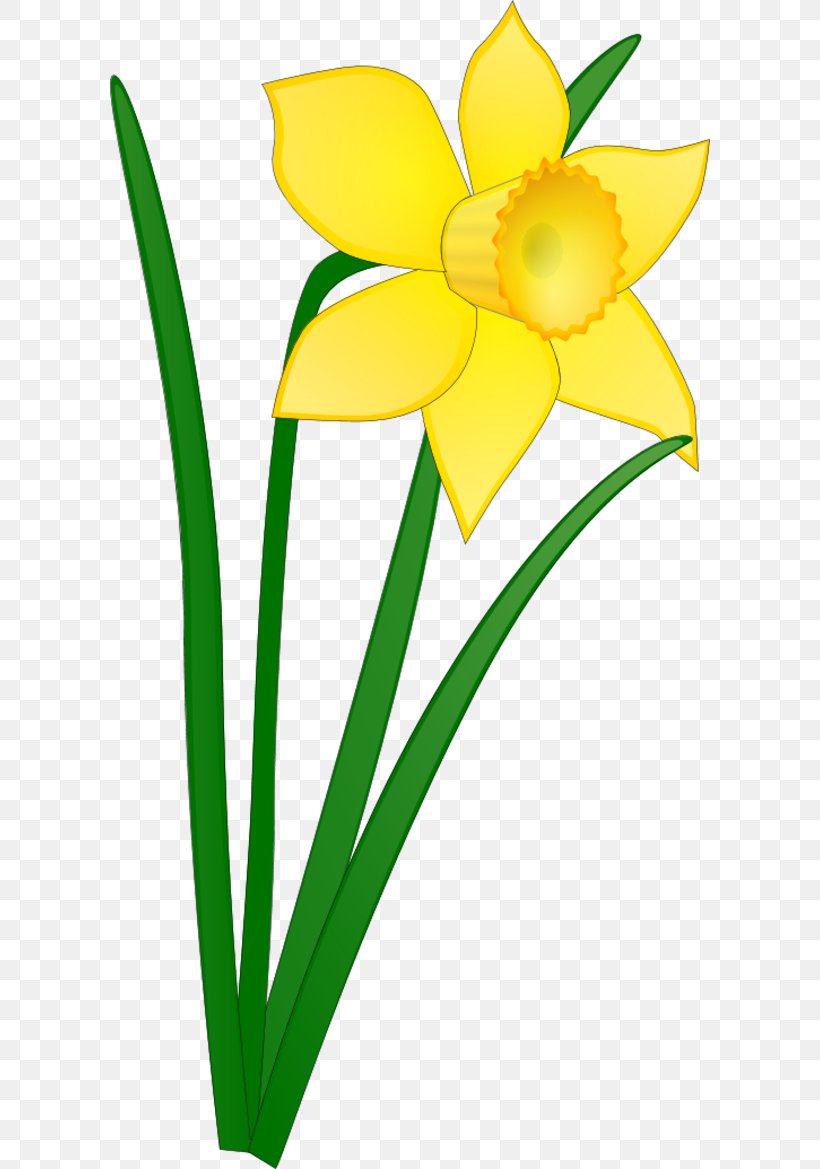 Daffodil Free Content Drawing Clip Art, PNG, 600x1169px, Daffodil ...