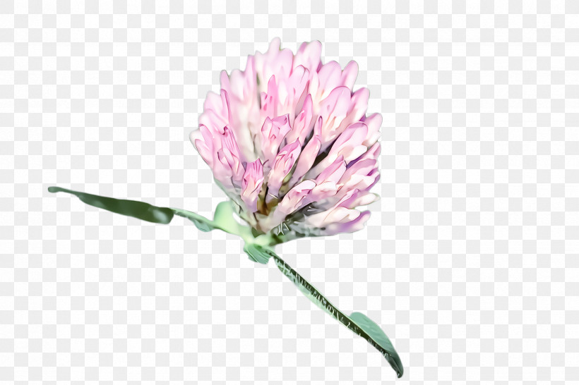 Flower Red Clover Plant Zigzag Clover Pink, PNG, 2448x1632px, Flower, Clover, Cut Flowers, Petal, Pink Download Free