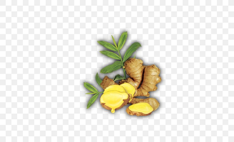 Ginger Download Computer File, PNG, 500x500px, Ginger, Condiment, Cosmetics, Flower, Food Download Free
