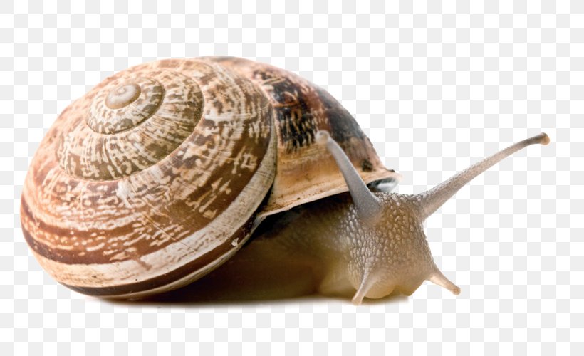 Land Snail Stylommatophora Gastropods Vertebrate, PNG, 800x500px, Snail, Animal, Burgundy Snail, Escargot, Garden Snail Download Free