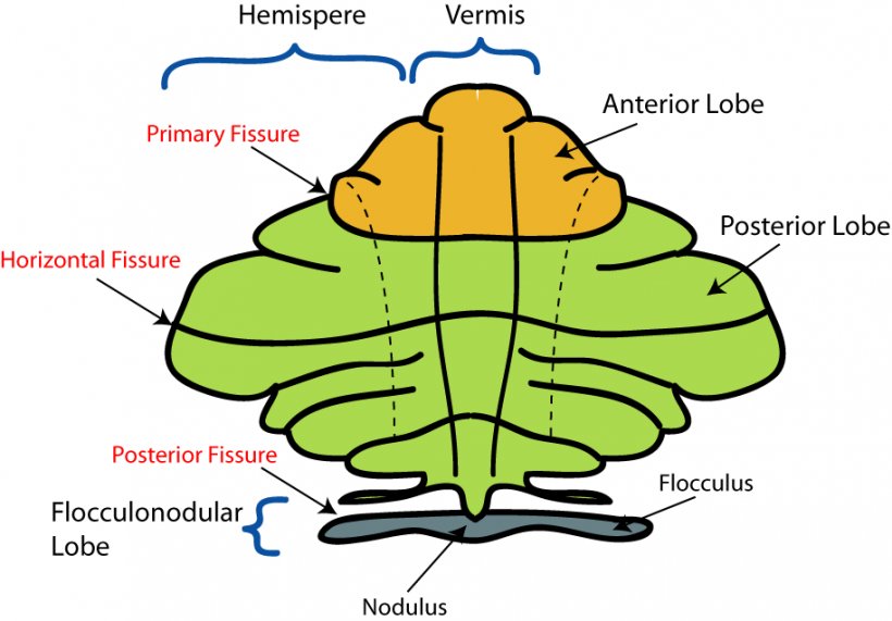 Anatomy Of The Cerebellum Brain Cerebral Cortex, PNG, 914x637px, Watercolor, Cartoon, Flower, Frame, Heart Download Free