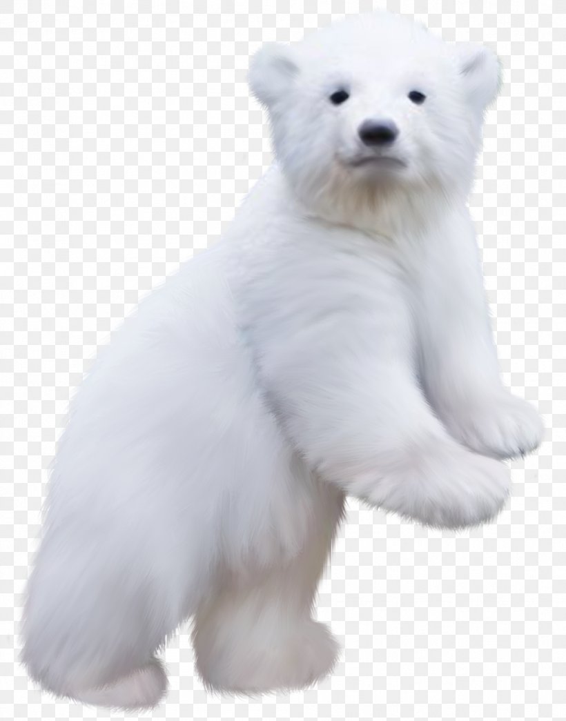 Baby Polar Bear Bears Of The World, PNG, 1004x1280px, Polar Bear, Baby Polar Bear, Bear, Bear Suit, Bears Of The World Download Free
