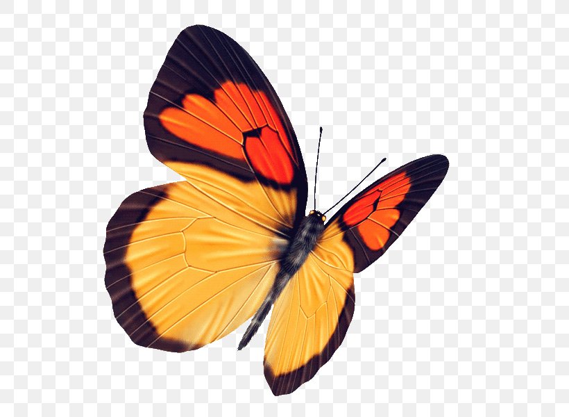 Butterfly Raster Graphics Yellow, PNG, 600x600px, Butterfly, Arthropod, Black, Brush Footed Butterfly, Insect Download Free
