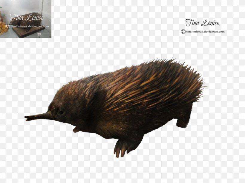 Echidna Hedgehog Beaver Porcupine Fur, PNG, 1024x768px, Echidna, Beaver, Erinaceidae, Fauna, Fur Download Free